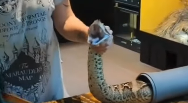 Momento da retirada de veneno da cobra venenosa