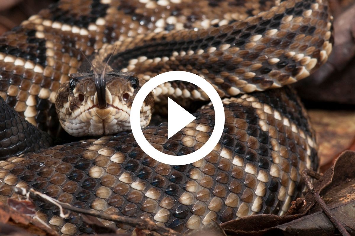 VÍDEO: Cobra venenosa é encontrada em banheiro de escola e assusta alunos