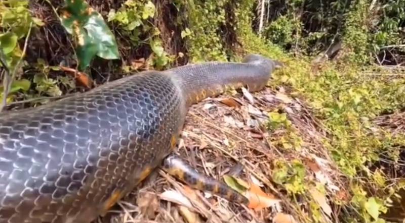 Pescador deu de cara com sucuri gigante – Foto: Reprodu&ccedil;&atilde;o/Internet/ND