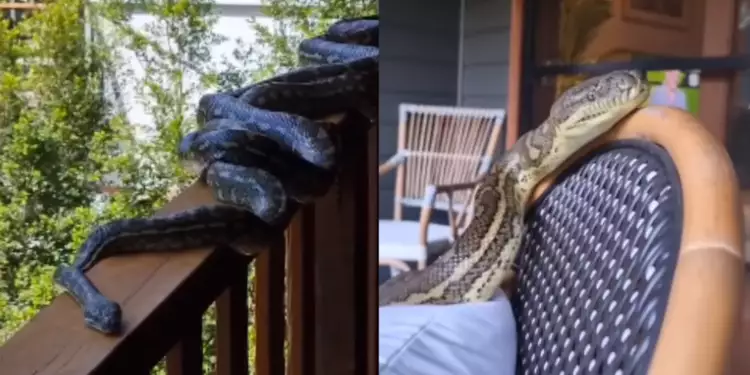 Cobras assustam moradores de uma casa