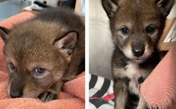 Filhote de coiote foi confundido com filhote de cachorro – Foto: Reprodu&ccedil;&atilde;o/Internet/ND