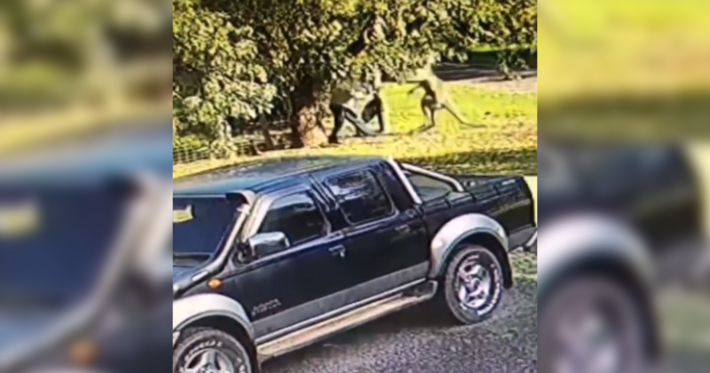 Homem apanha de canguru ao tentar defender c&atilde;es na Austr&aacute;lia – Foto: 9News/Divulga&ccedil;&atilde;o/ND