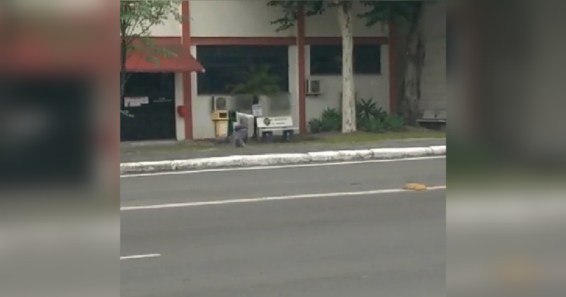 Situa&ccedil;&atilde;o chamou aten&ccedil;&atilde;o – Foto: Dioran Pizzetti/Divulga&ccedil;&atilde;o/ND