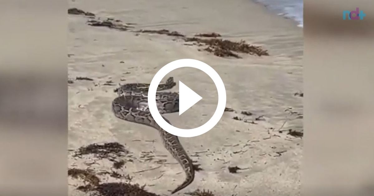 Em vídeo impressionante, cobras são flagradas lutando em reserva da  Austrália