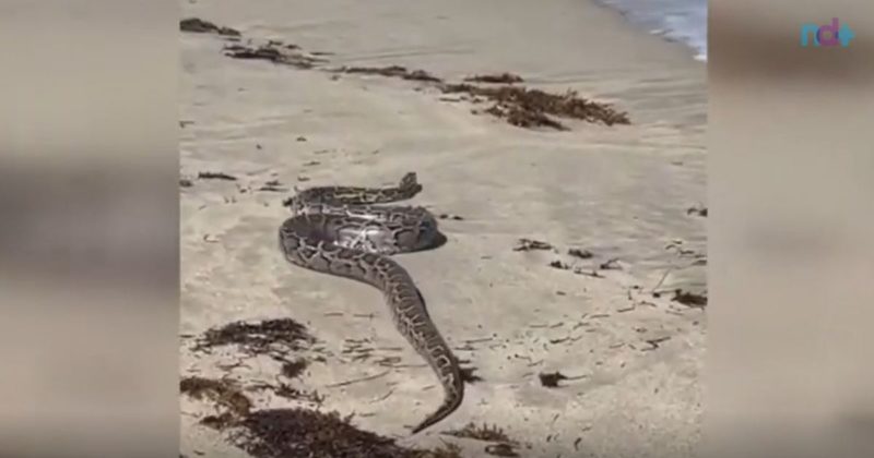 Cobra gigante é flagrada tentando &#8216;pegar onda&#8217; em praia &#8211; Foto: Reprodução/Youtube