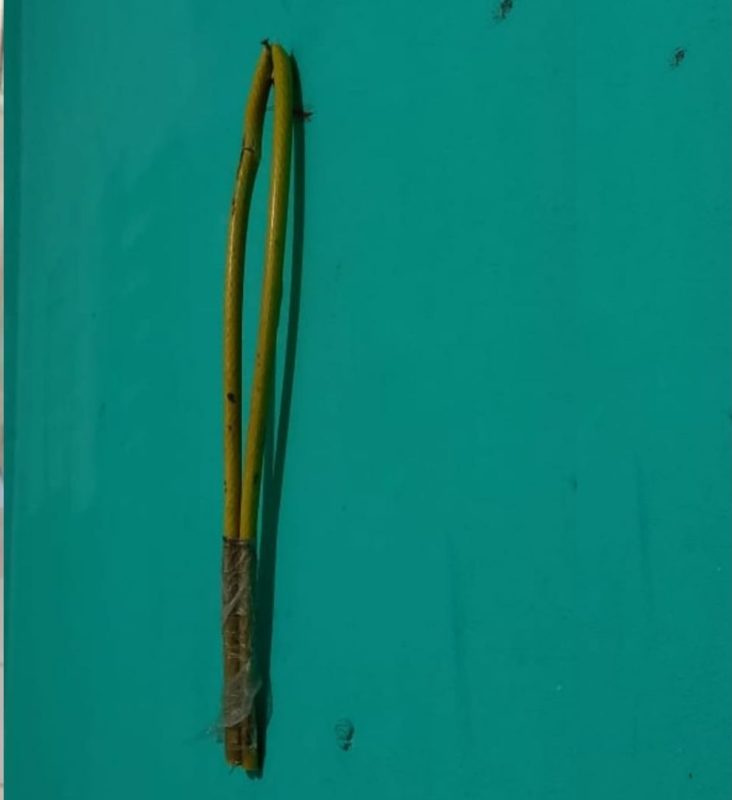 Um relho improvisado com galhos de árvore foi encontrado na casa onde Luna Bonett Silva, de 11 anos, foi morta, em Timbó &#8211; Foto: Divulgação/Internet/ND