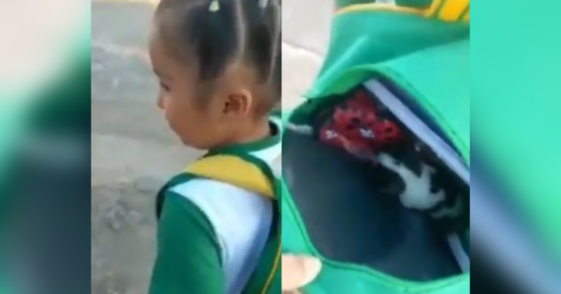 Criança tentar levar cachorro na mochila para escola, mas plano dá errado &#8211; Foto: Internet/Reprodução/ND