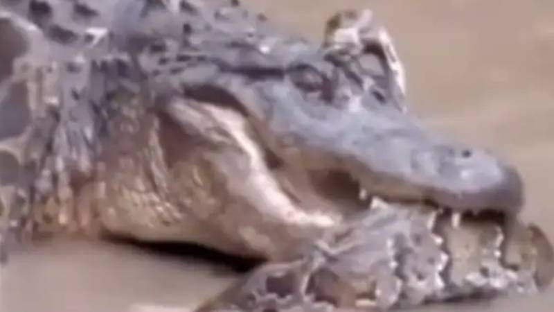 Crocodilo abocanha cobra p&iacute;ton – Foto: Reprodu&ccedil;&atilde;o/Instagram/Animals Energy/ND