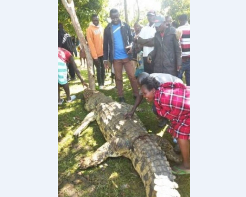 Crocodilo foi capturado por moradores &#8211; Foto: Internet/Reprodução/ND