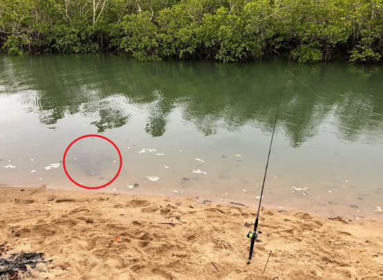 O r&eacute;ptil est&aacute; no c&iacute;rculo vermelho – Foto: Reddit @SciNZ/Reprodu&ccedil;&atilde;o/ND