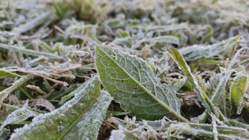 S&atilde;o Joaquim amanhece com geada nesta sexta (6) e s&aacute;bado (7) – Foto: Wagner Urbano/Divulga&ccedil;&atilde;o/ND
