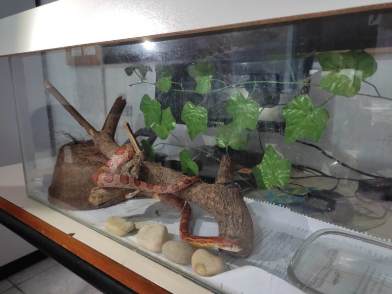 Cobra foi resgatada de suposto mercado clandestino em Florian&oacute;polis – Foto: Pol&iacute;cia Civil/Divulga&ccedil;&atilde;o/ND