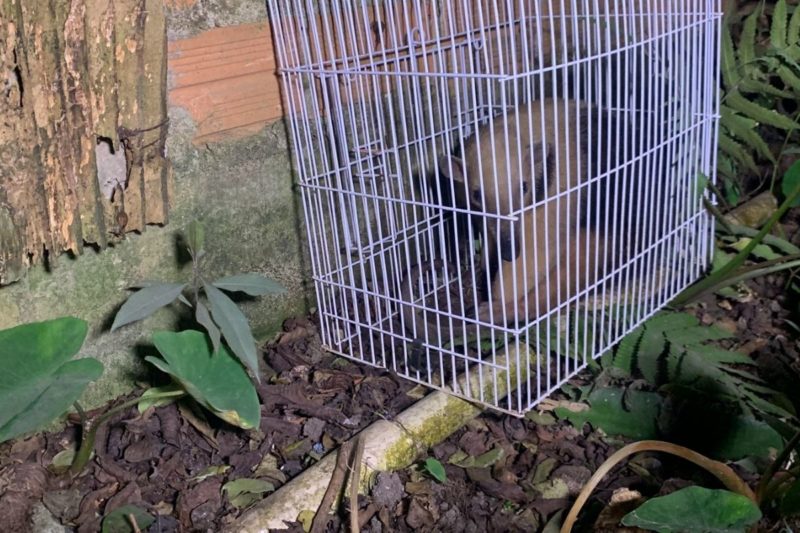Tamandu&aacute; foi capturado na noite de quarta-feira (25) – Foto: Ricardo Alves/ND