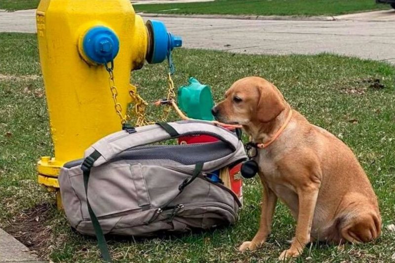 Cadela foi abandonada amarrada junto a uma mochila de brinquedos e um bilhete – Foto: Wisconsin Humane Society