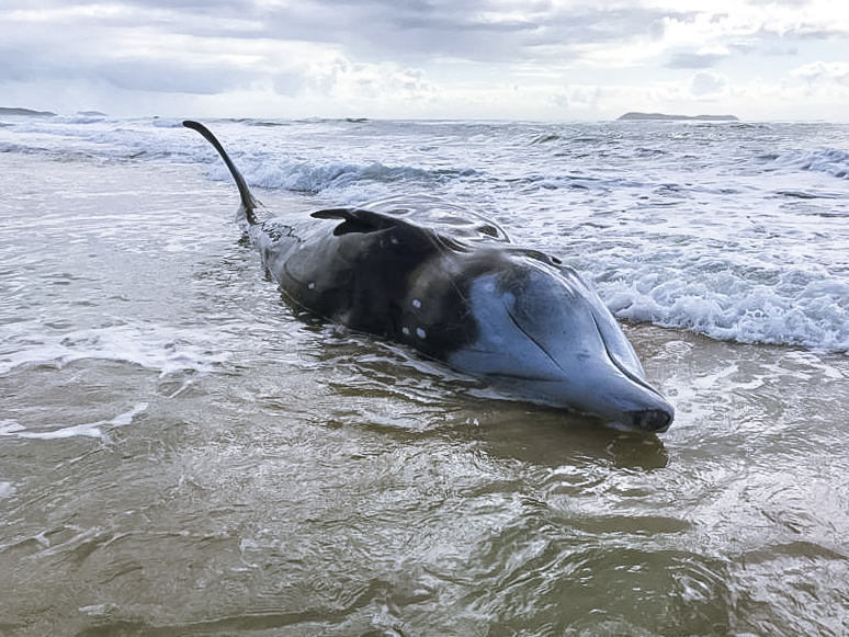 Baleia-bicuda &eacute;, na verdade, um golfinho – Foto: Divulga&ccedil;&atilde;o/ND