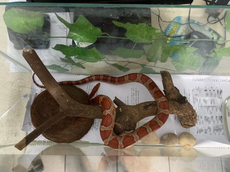 Ao fim do interrogat&oacute;rio, o homem foi liberado e a cobra encaminhada ao devido &oacute;rg&atilde;o especializado – Foto: Pol&iacute;cia Civil/Divulga&ccedil;&atilde;o/ND