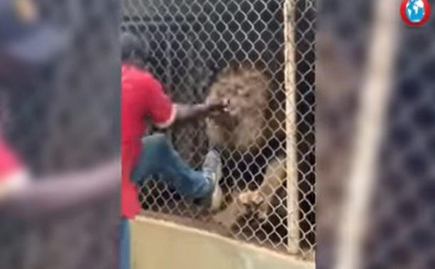 Homem perde o dedo ao brincar com animal. – Foto: Jamaica Observer/Youtube/Divulga&ccedil;&atilde;o/ND