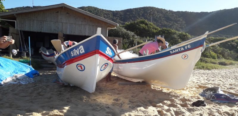 Safra iniciou no dia 1&ordm; de maio – Foto: Prefeitura de Balne&aacute;rio Cambori&uacute;/Divulga&ccedil;&atilde;o