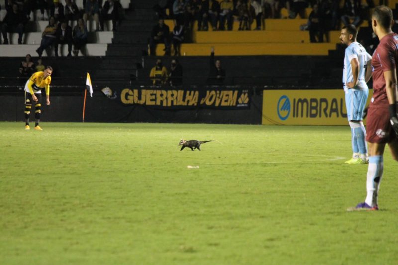 Gamb&aacute; apareceu no Heriberto H&uuml;lse no segundo tempo do jogo contra o Londrina em abril deste ano – Foto: Divulga&ccedil;&atilde;o/ND