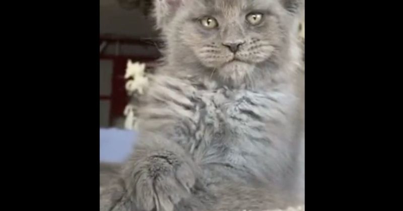 Gato gal&atilde; chega a cruzar as patas para dar um tempero a mais ao seu charme – Foto: Reprodu&ccedil;&atilde;o