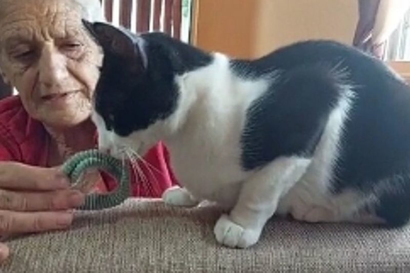 Gato emocionou a internet com rea&ccedil;&atilde;o surpreendente – Foto: Reprodu&ccedil;&atilde;o/Internet