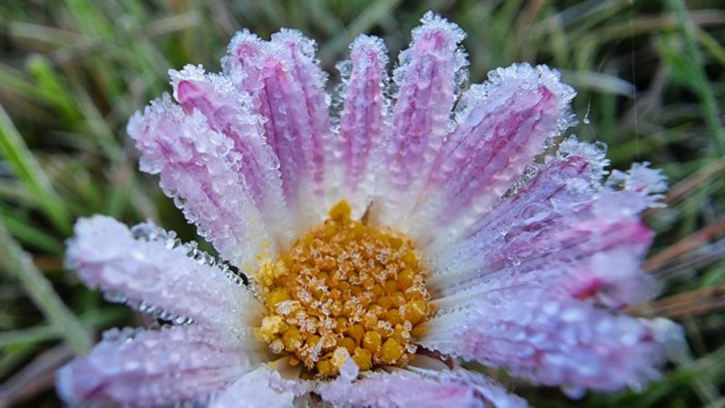 SC tem chance de registrar mais imagens de geada nesta quinta-feira – Foto: Mycchel Legnaghi/S&atilde;o Joaquim Online/Reprodu&ccedil;&atilde;o/ND