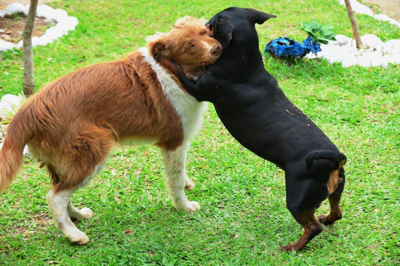 Abrigo de animais em Itajaí arrecada roupas e comida; saiba onde doar – Foto: Marcos Porto/Prefeitura de Itajaí/Divulgação/ND