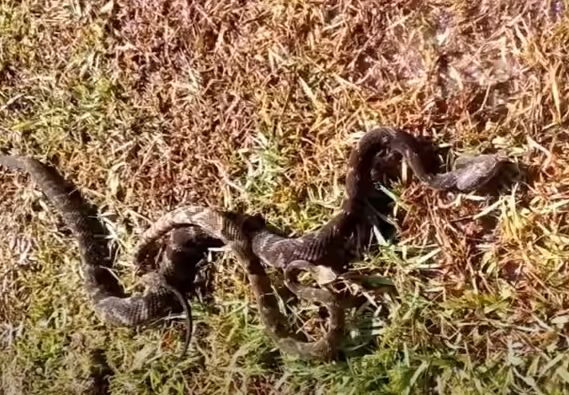 Casal de jararacas chama atenção de homem