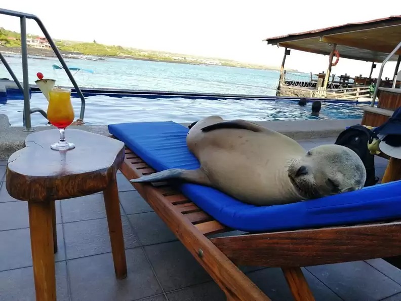 Leão-marinho adora descansar em hotal