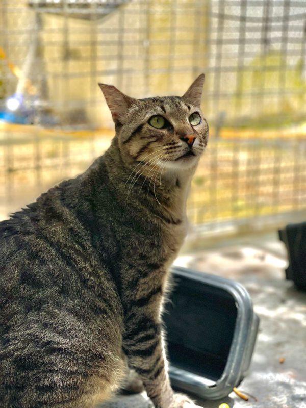 The lynx is one of 30 cats living in Dbayeh and awaiting adoption – # 8211;  Photo: PMF/Disclosure/ND