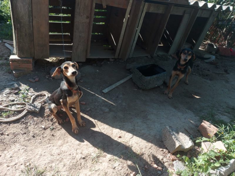 Três cachorros foram encontrados com ossos aparentes, sem água e presos a curtas correntes em Ascurra &#8211; Foto: PCSC/Divulgação/ND