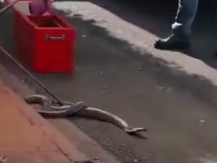 Momento do ataque da surucucu contra os bombeiros
