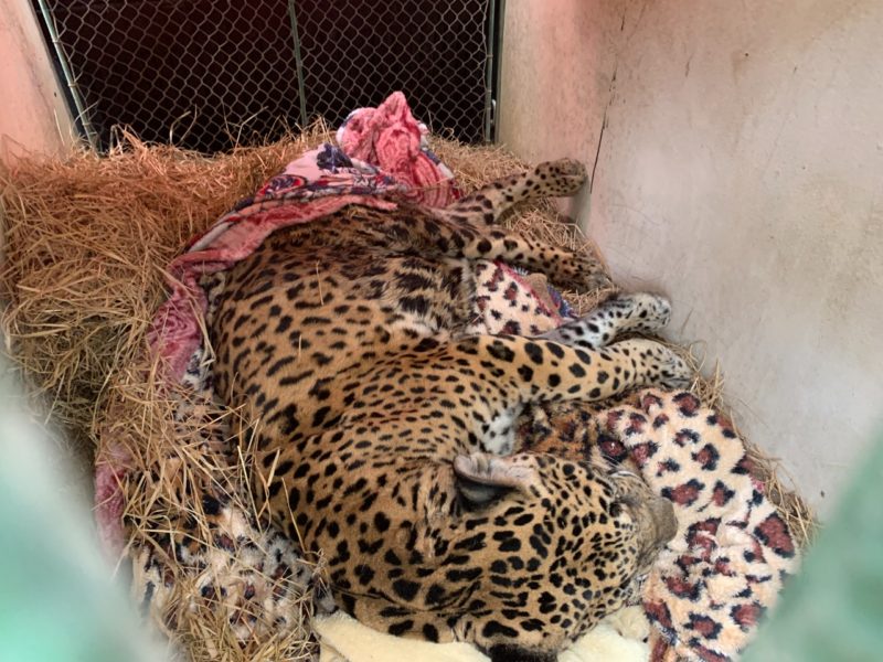 Nina passou por cirurgia nesta quarta-feira (11) – Foto: Zoobot&acirc;nico de Brusque/Divulga&ccedil;&atilde;o