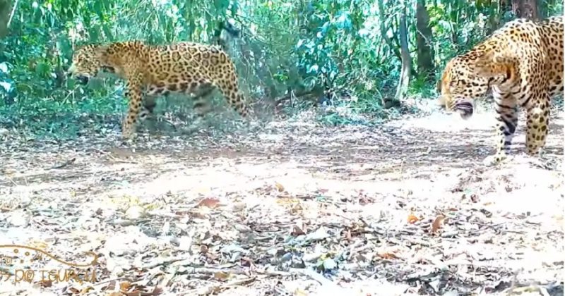 On&ccedil;as foram vistas no parque e v&iacute;deo foi compartilhado pelo projeto – Foto: Reprodu&ccedil;&atilde;o/ND
