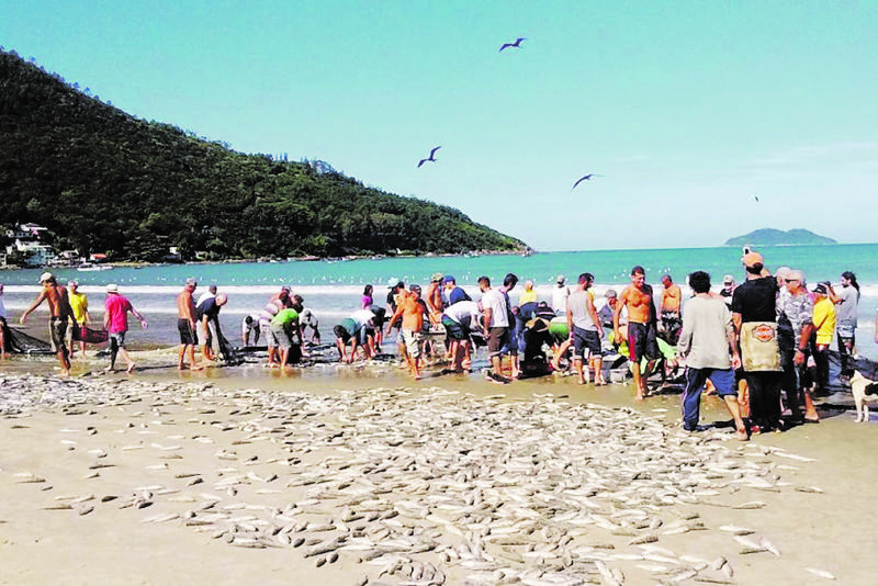 Longa relata vida de pescadores do Pântano do Sul em relação à pesca da tainha – Foto: Divulgação/ND