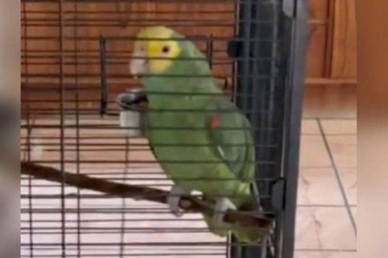 Papagaio enganou grupo de religiosos e atitude viralizou na internet – Foto: Reprodu&ccedil;&atilde;o/TikTok