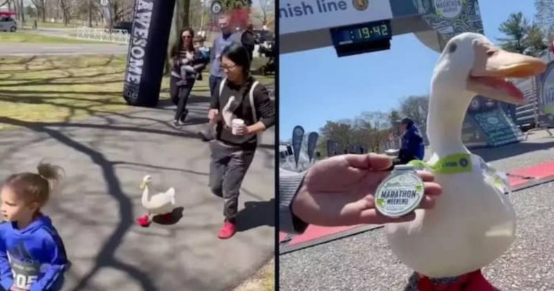 Pato atleta completou maratona em Nova York e ainda ganhou medalha – Foto: Reprodu&ccedil;&atilde;o