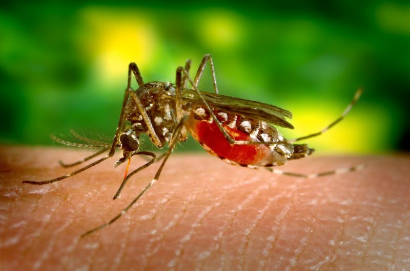 Casos de dengue estão em alta em SC e focos do mosquito e números de cidades infestadas também aumentaram &#8211; Foto: pxhere/Divulgação/ND