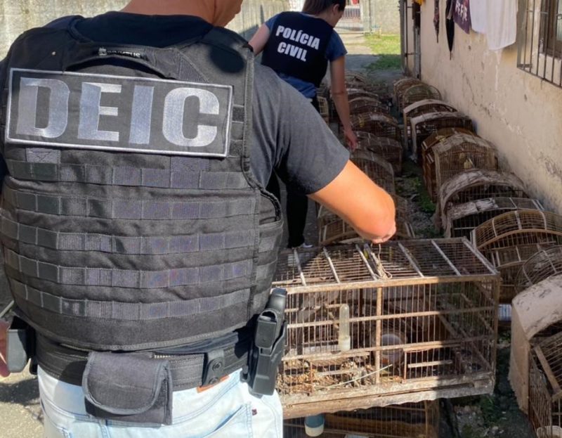 Policiais encontraram os animais sem identificadores e licença ambiental para estar em seus cativeiros &#8211; Foto: PCSC/Divulgação/ND