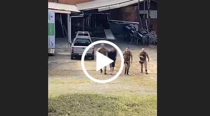 Momento da pris&atilde;o de um dos suspeitos. – Foto: Reprodu&ccedil;&atilde;o v&iacute;deo/Divulga&ccedil;&atilde;o ND