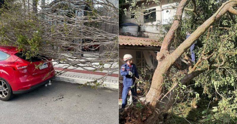 Ciclone causa queda de &aacute;rvores e danifica carros e casas no Litoral Norte de SC – Foto: Reprodu&ccedil;&atilde;o/ND