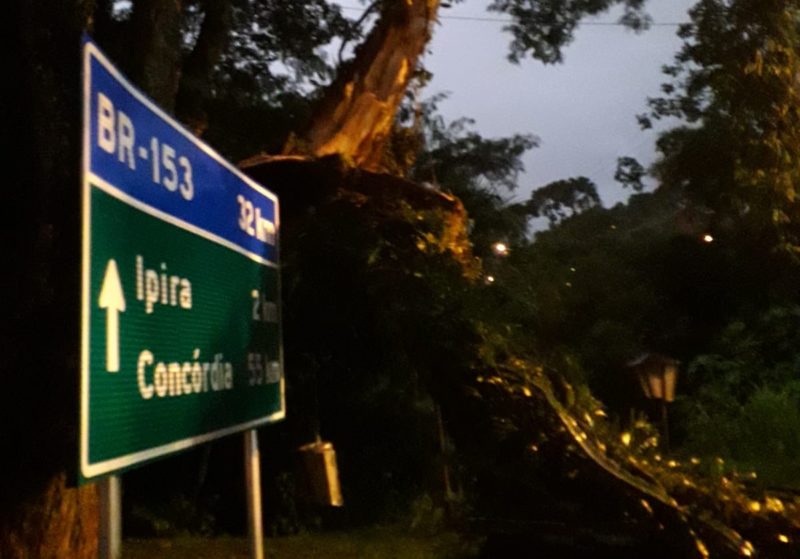 Queda de &aacute;rvores foram registradas na madrugada desta ter&ccedil;a-feira (3) – Foto: R&aacute;dio Piratuba/ND