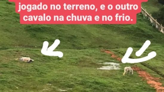 Açougue vendia carne de cavalo como se fosse de boi e polícia