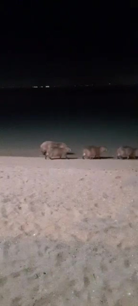 A family of capybaras calmly strolls along the sandy beach - Internet/Reproduction/ND