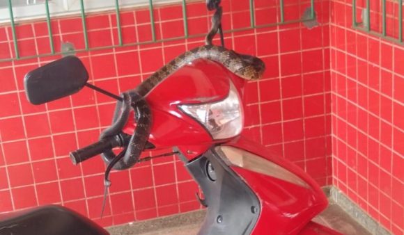 Cobra foi capturada em uma creche municipal – Foto: Pol&iacute;cia Militar/ND