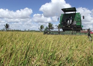 Produção de arroz tem destaque em Santa Catarina – Foto: Ministério da Agricultura