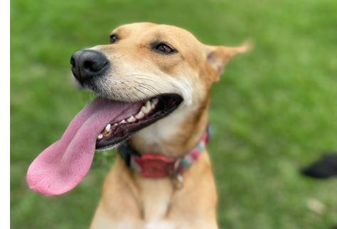 Seara é um dos cães que aguardam por um lar na Diretoria de Bem-Estar de Florianópolis – Foto: PMF/Divulgação/ND