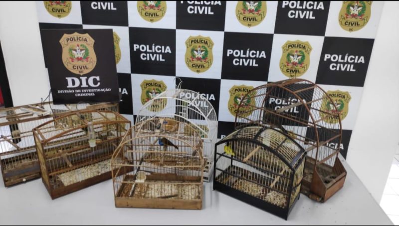 Ave silvestres apreendidas