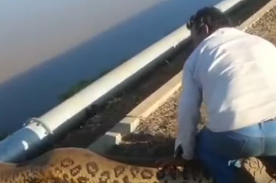 Momento exato em que sucuri arrasta homem