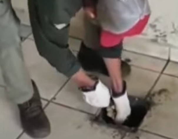 Ibama foi chamado para retirar sucuri de encanamento – Foto: Bi&oacute;logo Henrique